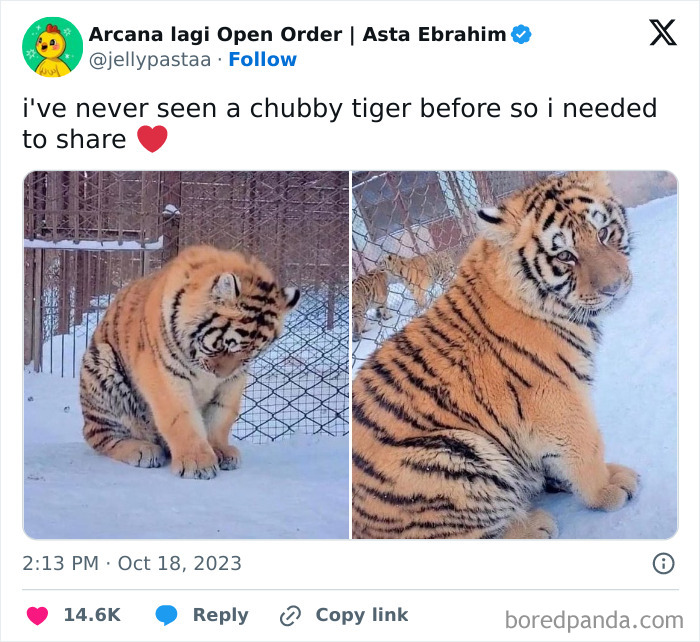Chubby tiger sitting on snow in funny animal meme