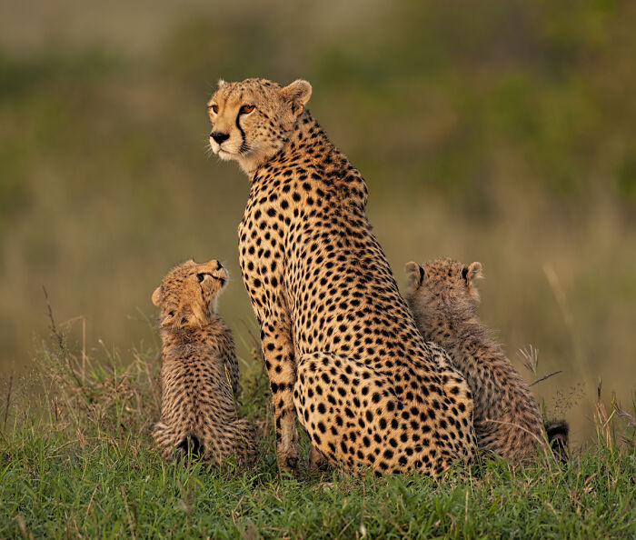 Cheetah with two cubs sitting in grassy field at golden hour