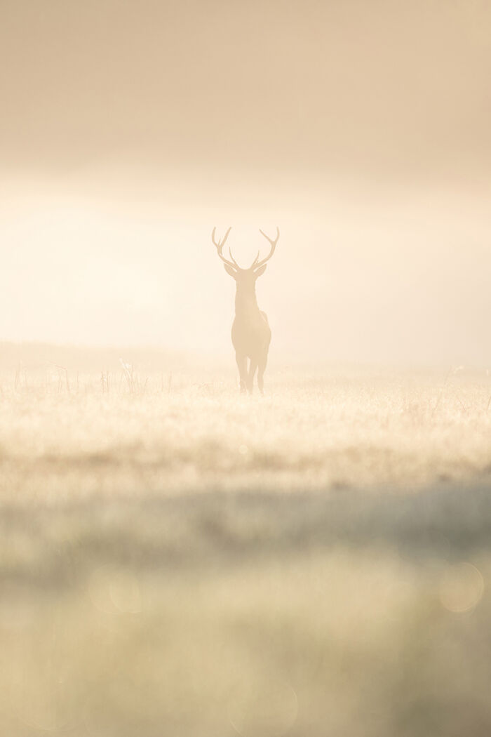 Silhouette of a stag in soft light and fog in animal photo