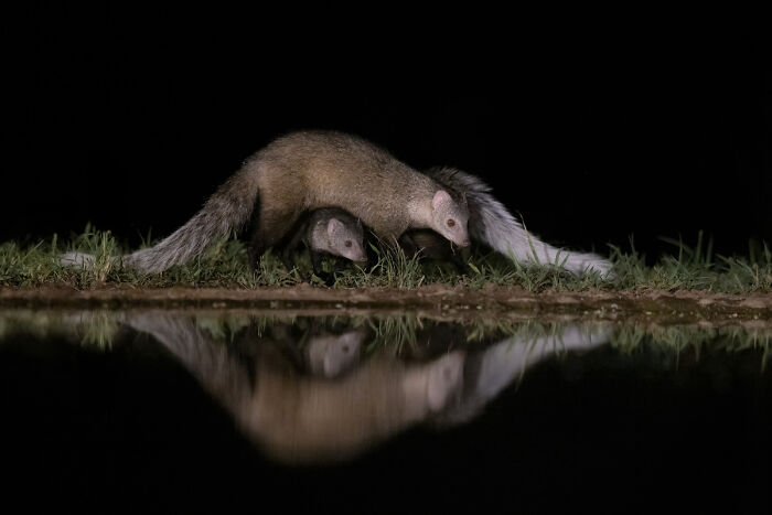 Nighttime mammal with reflection near water in 2025 Chromatic Awards animal photos