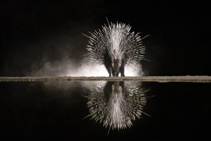 Dramatic porcupine with quills flared and reflection in 2025 Chromatic Awards