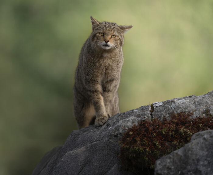Wildcat standing alert on rocky surface in stunning animal wildlife photo