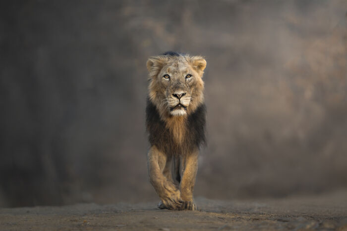 Male lion walking forward with intense gaze in natural light
