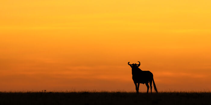 Silhouette of a wildebeest at sunset in a stunning animal photo