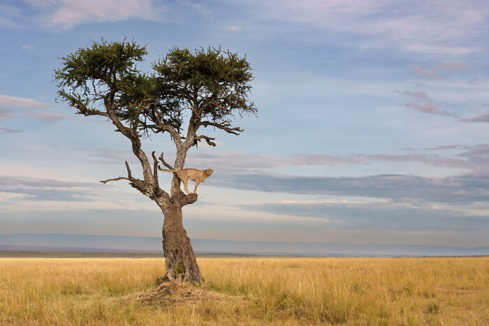 “Out On A Limb” By Jim Guerard