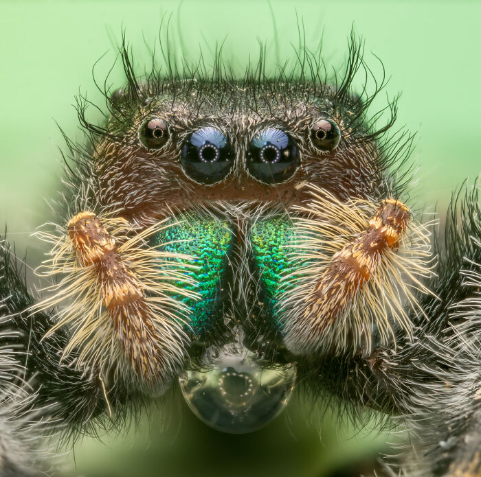 Close-up macro of hairy spider face with detailed eyes in animal photo