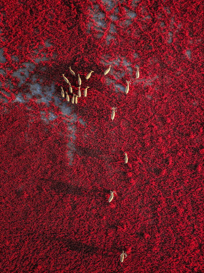 Aerial view of deer walking through vibrant red vegetation, dramatic animal photo