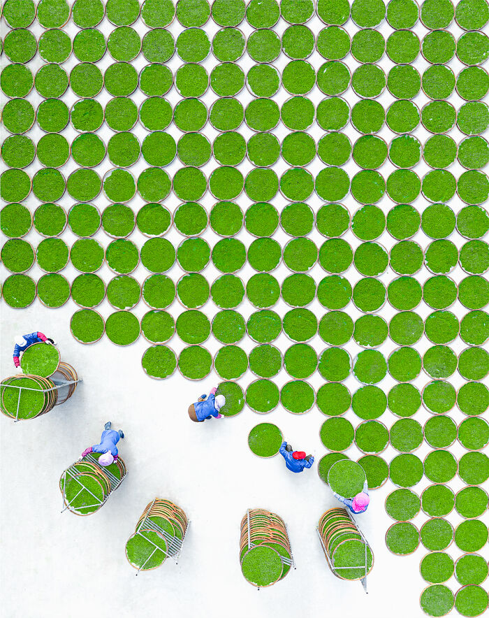 Aerial view of workers among many circular green mats, a unique photo from the Chromatic Awards telling stories.