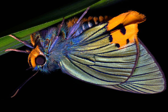 Close-up of a colorful butterfly wing in stunning animal photo