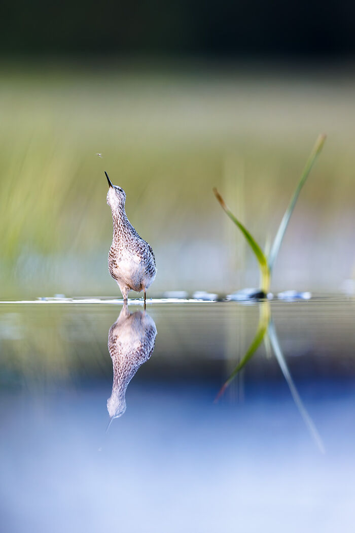 Shorebird standing in water with clear reflection and green background, stunning animal photo
