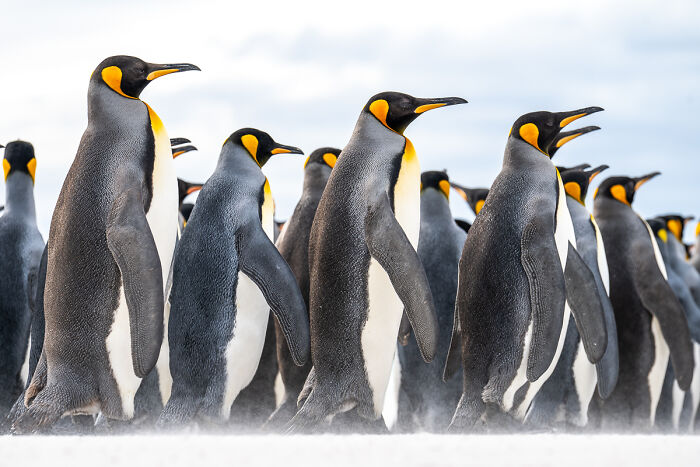 “March Of Majesty” By Thomas Andy Branson