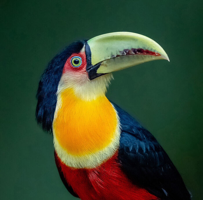 Close-up of a colorful toucan bird with yellow and red plumage in dramatic animal photo