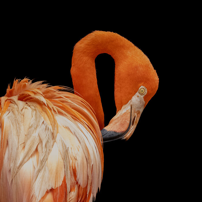 Close-up of vibrant flamingo with orange feathers and black background, stunning animal photo