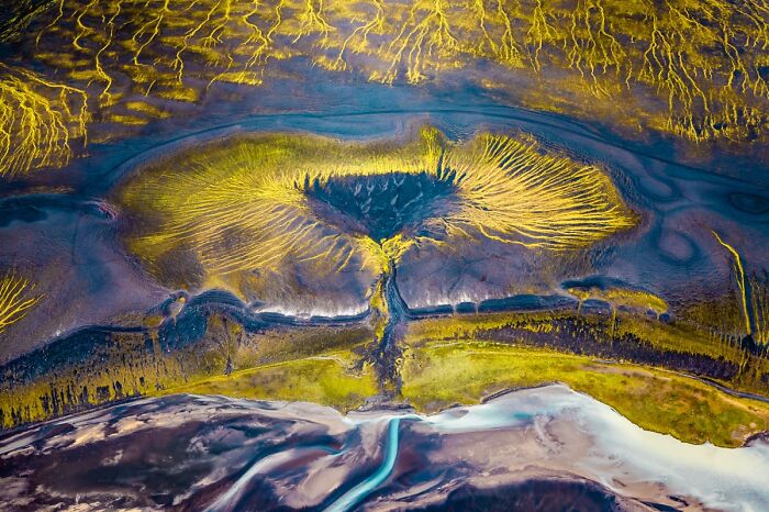 “Tree Of Life” By Thibault Gerbaldi