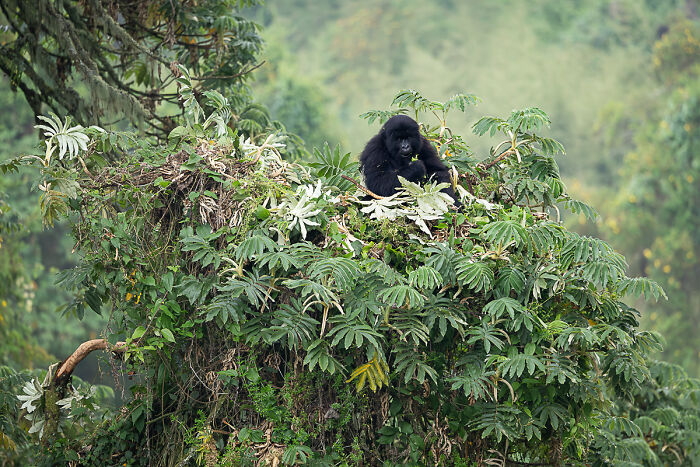 Mountain gorilla resting atop lush green foliage stunning animal photo