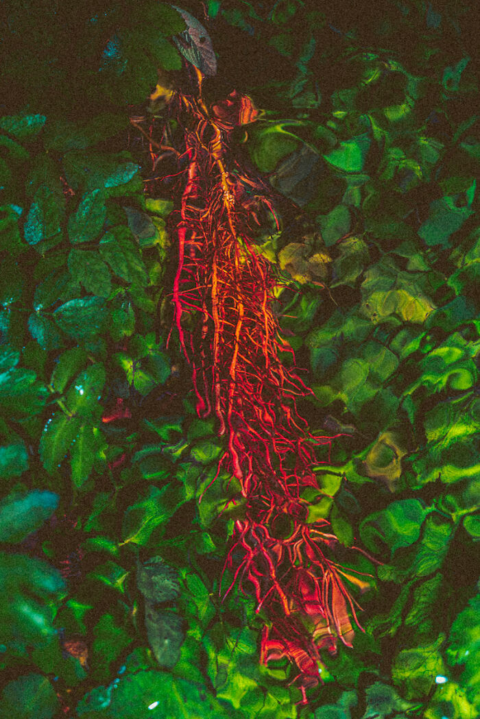“Flow” By Alfredo Ingraldo
