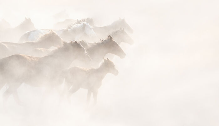 Horses galloping through mist in atmospheric winning animal photo
