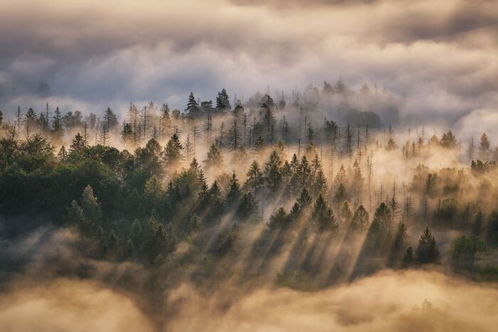 “Forest In The Clouds” By Claudia Barth