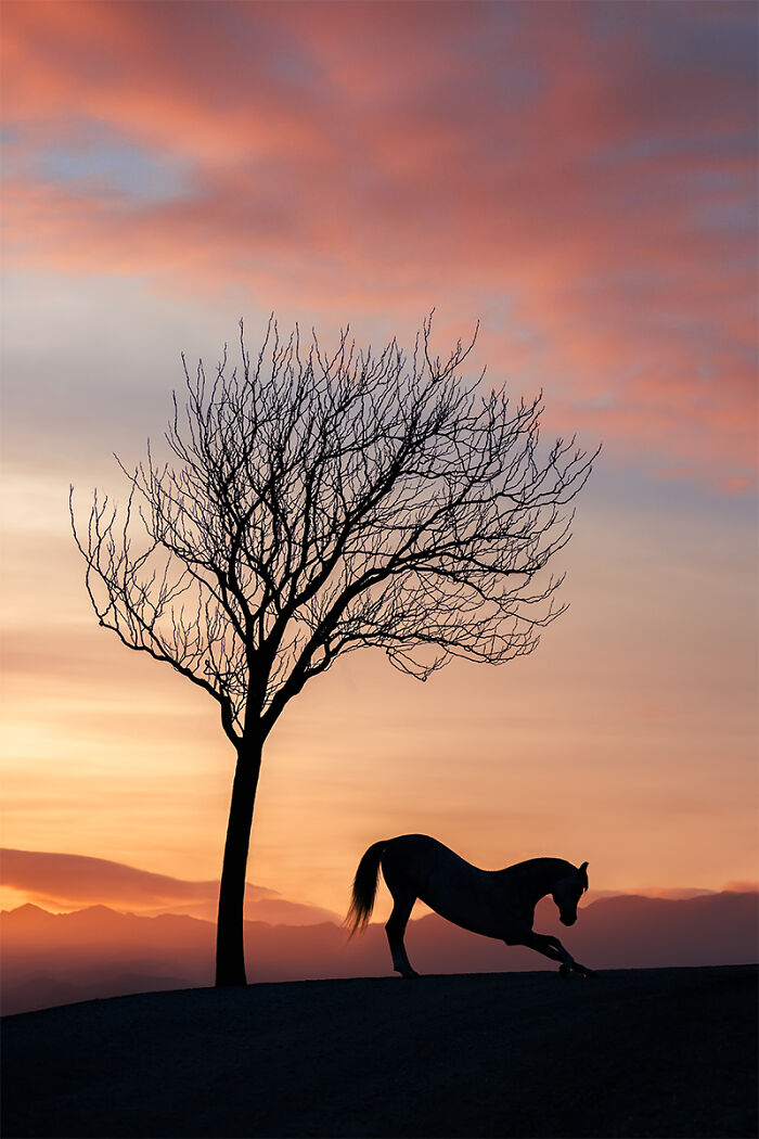 Silhouette of a horse and tree at sunset, stunning animal photo with dramatic colors