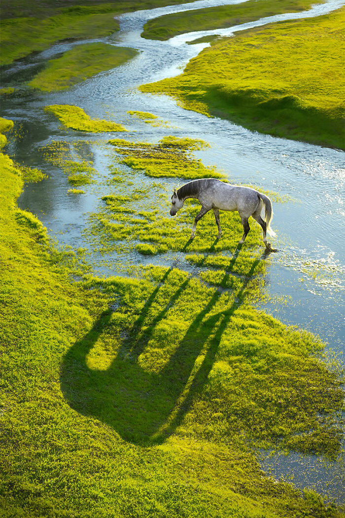 Horse walking through stream casting long shadow on green grass in nature animal photo