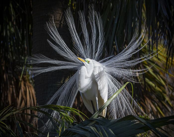 White bird displaying dramatic feathers in stunning animal photo