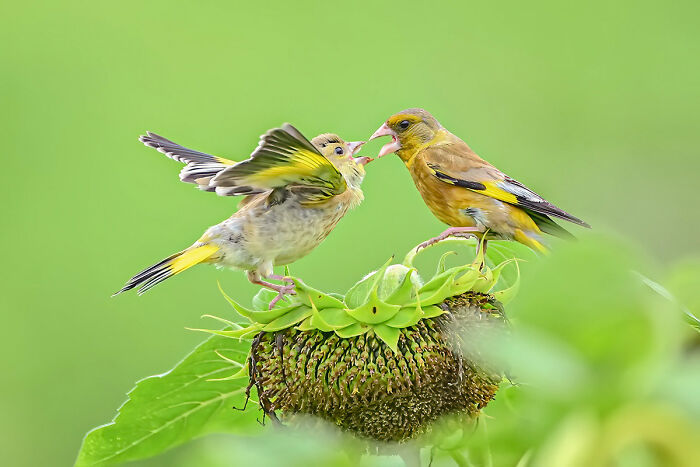 Two yellow and brown birds interacting on a green sunflower head in stunning animal photo