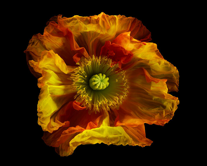 “Icelandic Poppy” By Ecaterina Leonte