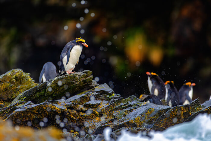 Penguins on rocky shore with splashing waves in dramatic animal photo