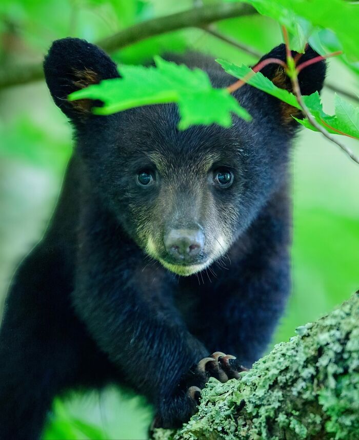 Close-up of a black bear cub peeking through green leaves in nature