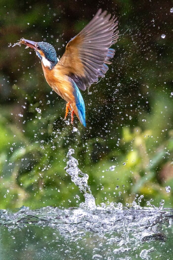 2025 Chromatic Awards kingfisher bird emerging from water with fish in beak