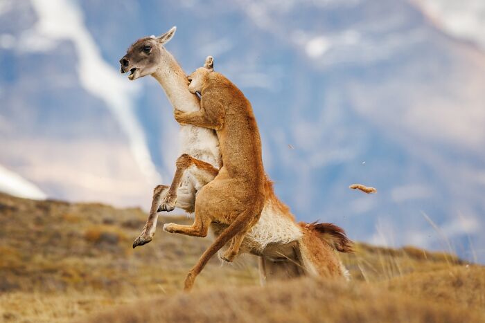 Cougar attacking and holding a guanaco in wildlife scene