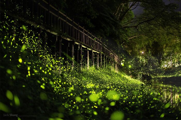 “Firefly Evening Party Under The Wooden Bridge” By Yao Yuan Shang