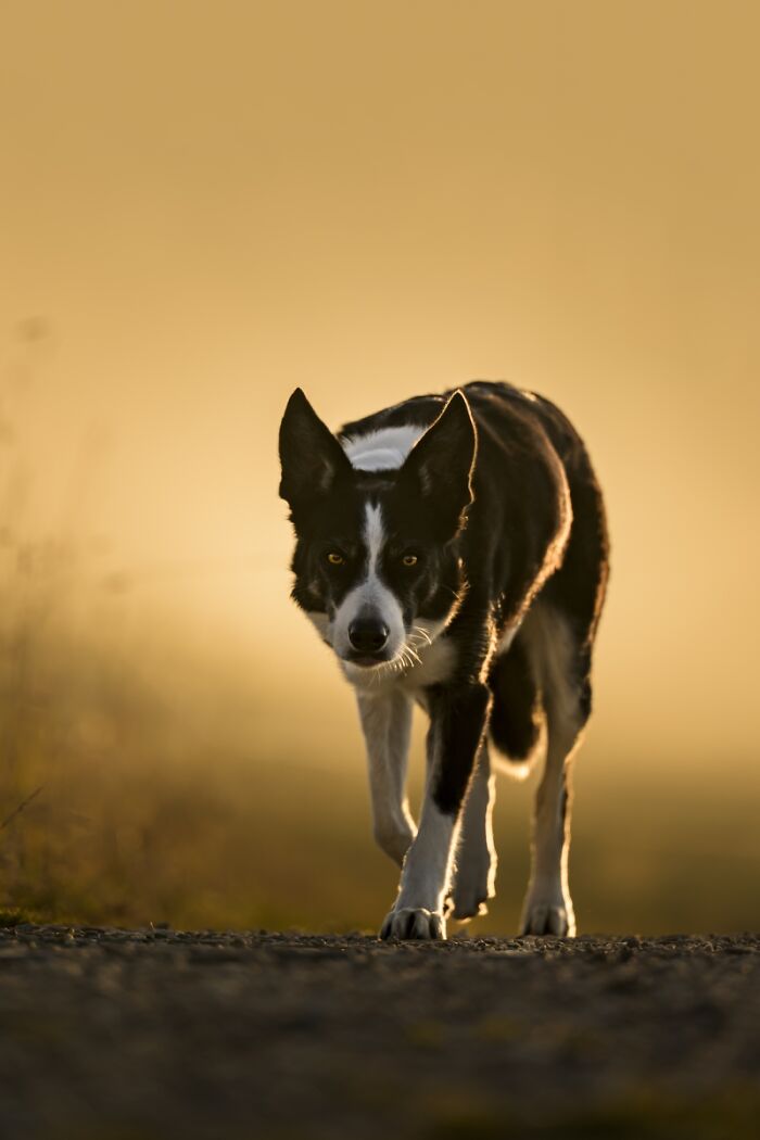 Focus on black and white dog walking on path in warm sunset light