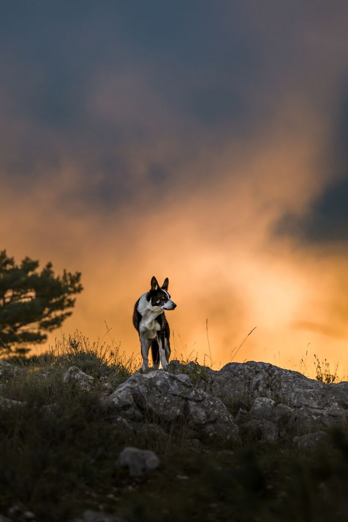 Dog standing on rocky hill at sunset with dramatic sky background