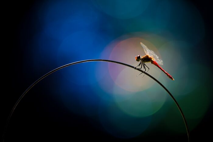 Red dragonfly perched on curved stem with colorful bokeh background