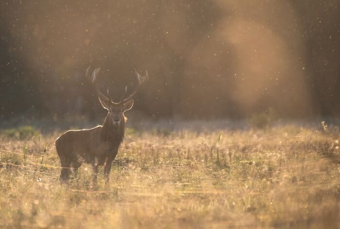 Majestic deer standing in sunlit meadow at dawn animal photo