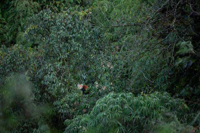 Red panda partially hidden in dense green forest foliage
