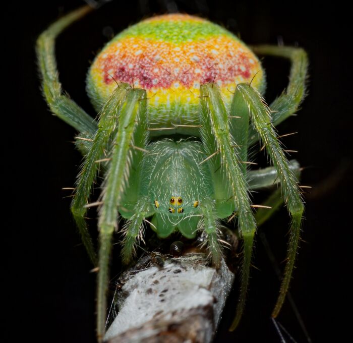 Macro image of a green spider with hair details on branch in stunning animal photography
