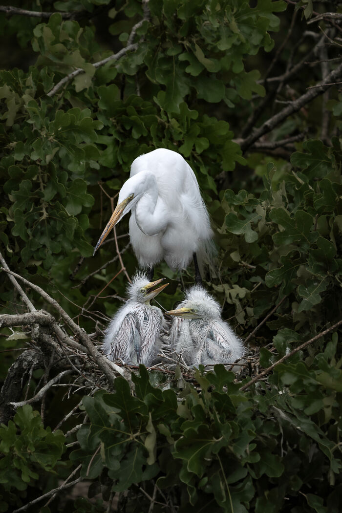 Great egret with chicks in nest surrounded by green leaves, stunning animal photo