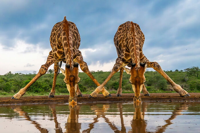 2025 Chromatic Awards giraffes drinking water with legs splayed wide