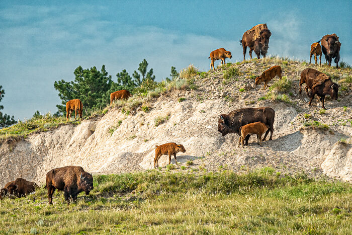 Herd of bison with calves grazing and resting on hill in natural landscape animal photo
