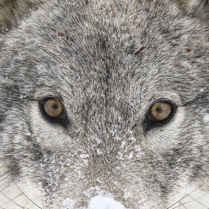 Close-up of wolf face covered in snow showing amber eyes