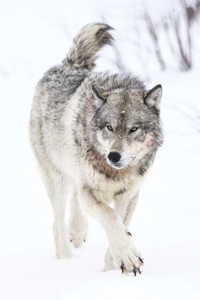 Wild wolf walking through snowy landscape in 2025 Chromatic Awards animal photos