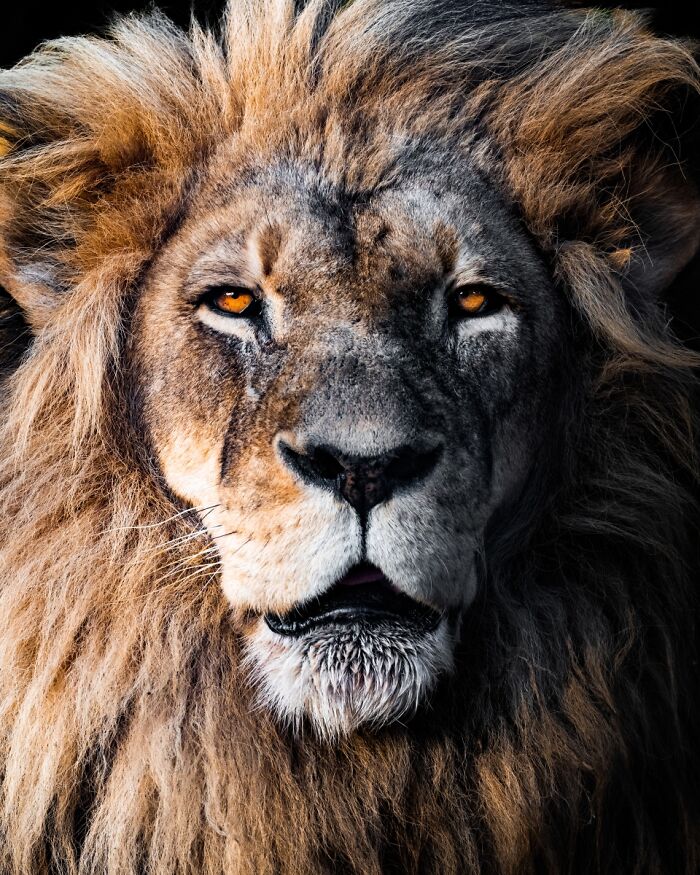 Close-up of a lion's face showcasing dramatic animal photo details