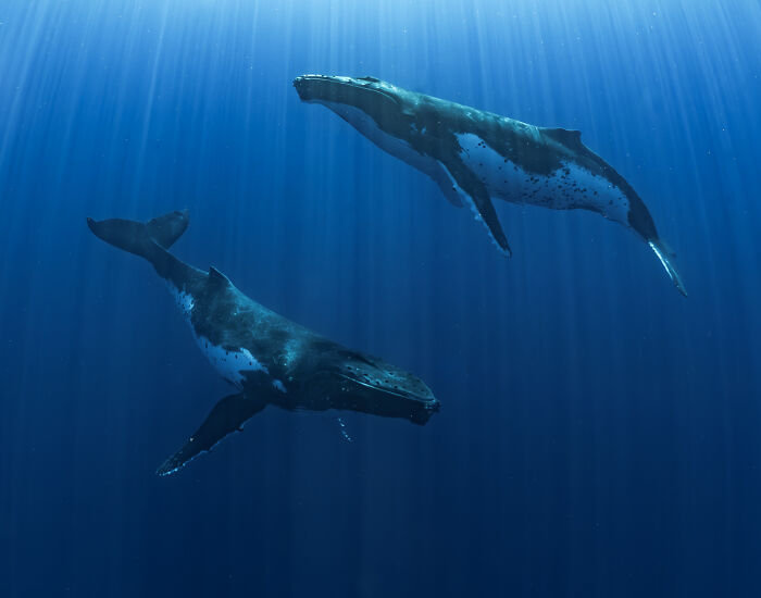Two humpback whales swimming underwater in dramatic animal photo