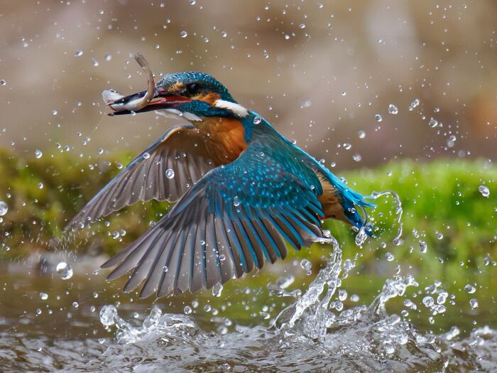 Kingfisher bird catching fish in water splash spectacular animal photo