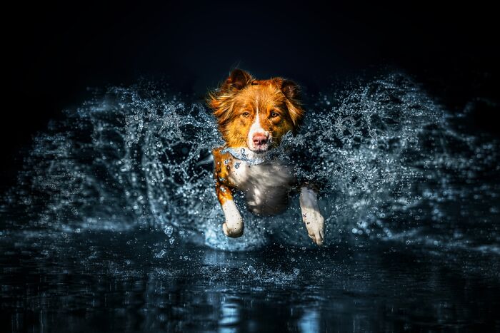 2025 Chromatic Awards dog running through water creating dramatic splash at night