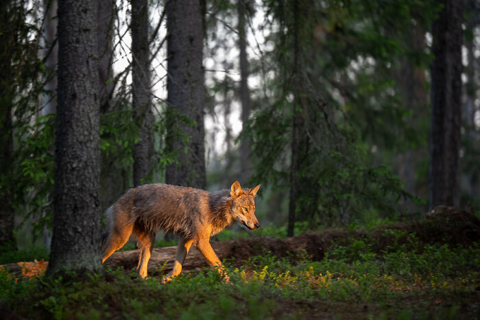Wolf walking through dense forest with sunlight highlighting fur