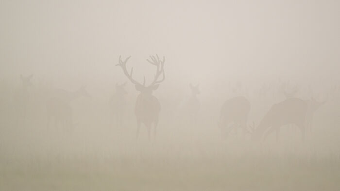 Group of deer in foggy natural landscape animal photo