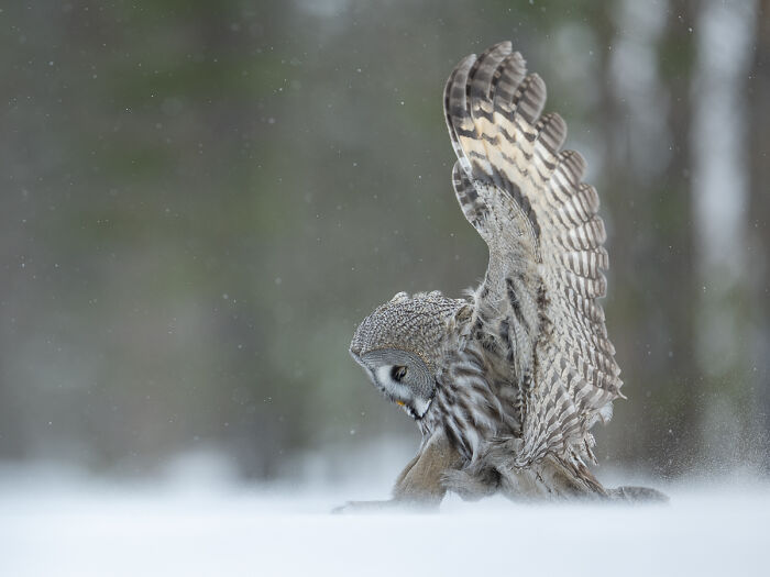 Great grey owl with wings spread in snowy landscape, a stunning animal photo